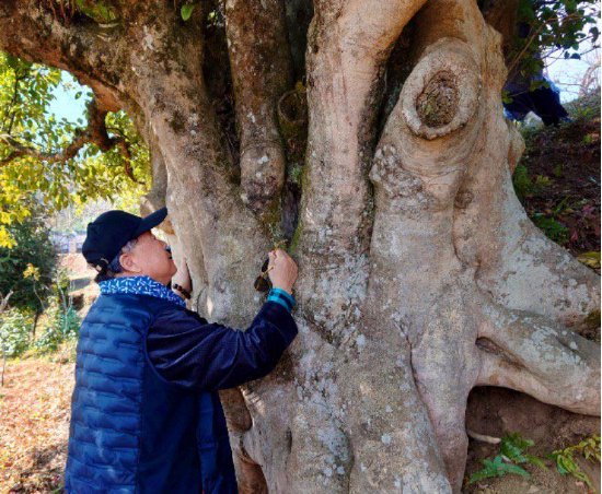  （莫言拥抱3000年茶树王）